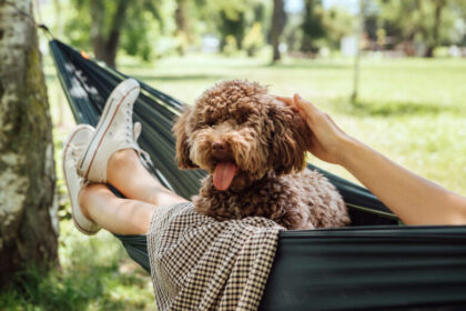 ハンモックと犬